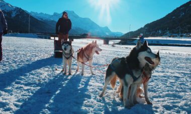 Photo Diary St. Moritz Saint Mo Huskyschlitten fahrt