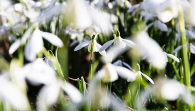 Pflanze, Blume, draußen, Anemonen, Schneeglöckchen, Frühling, Gras, Feld, Natur