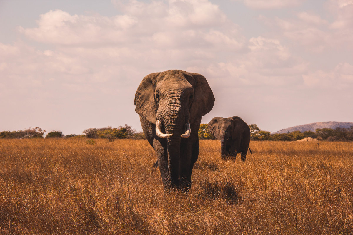 Safari Elefanten