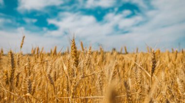 Himmel, draußen, Wolke, Feldfrucht, Gras, Landwirtschaft, Ernte, Weizen, Speisegetreide, Triticale, Gerste, Getreide, Hartweizen, Roggen, Dinkel, Zweikorn, Süßgrasartige, Einkorn, Schilfrohr, Vollkorn, Malz, Landschaft, Natur, Hafer, Getreidekeim, Marktfrucht, Stroh, Landwirtschaftsbetrieb, Prärie, Reisfeld, Sommer, Feld, Mais, Wolken